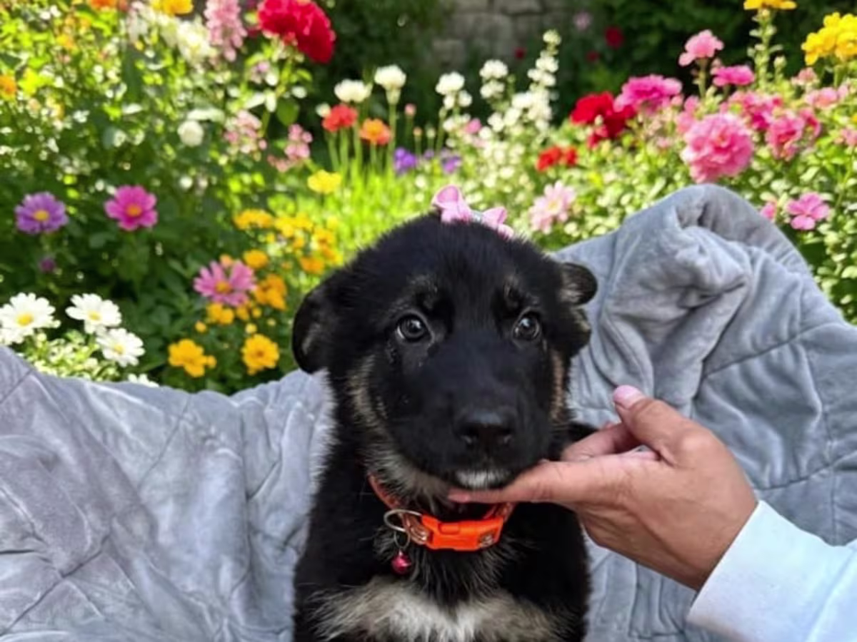 4 German Shepherd Puppies
