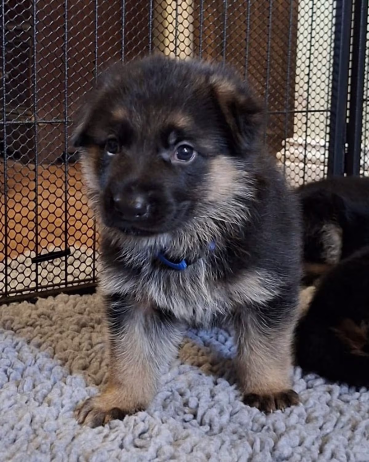 2 German Shepherd puppies Email me via (mercymillo38@gmail.com )  