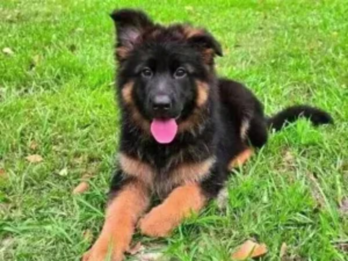 Germany shepherd puppies WhatsApp:( +63-945-135-8253 )