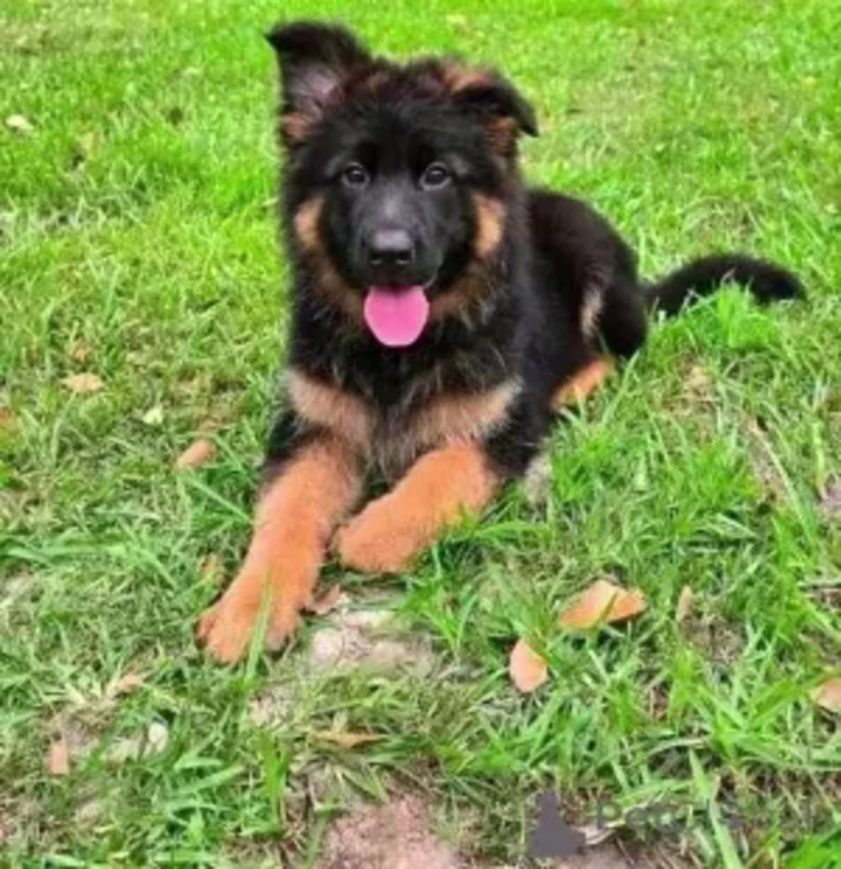 Germany shepherd puppies WhatsApp:( +63-945-135-8253 )