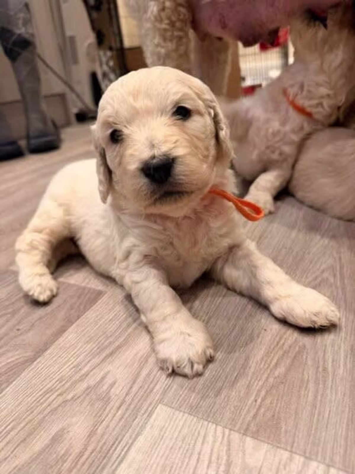 Golden retriever puppies ready