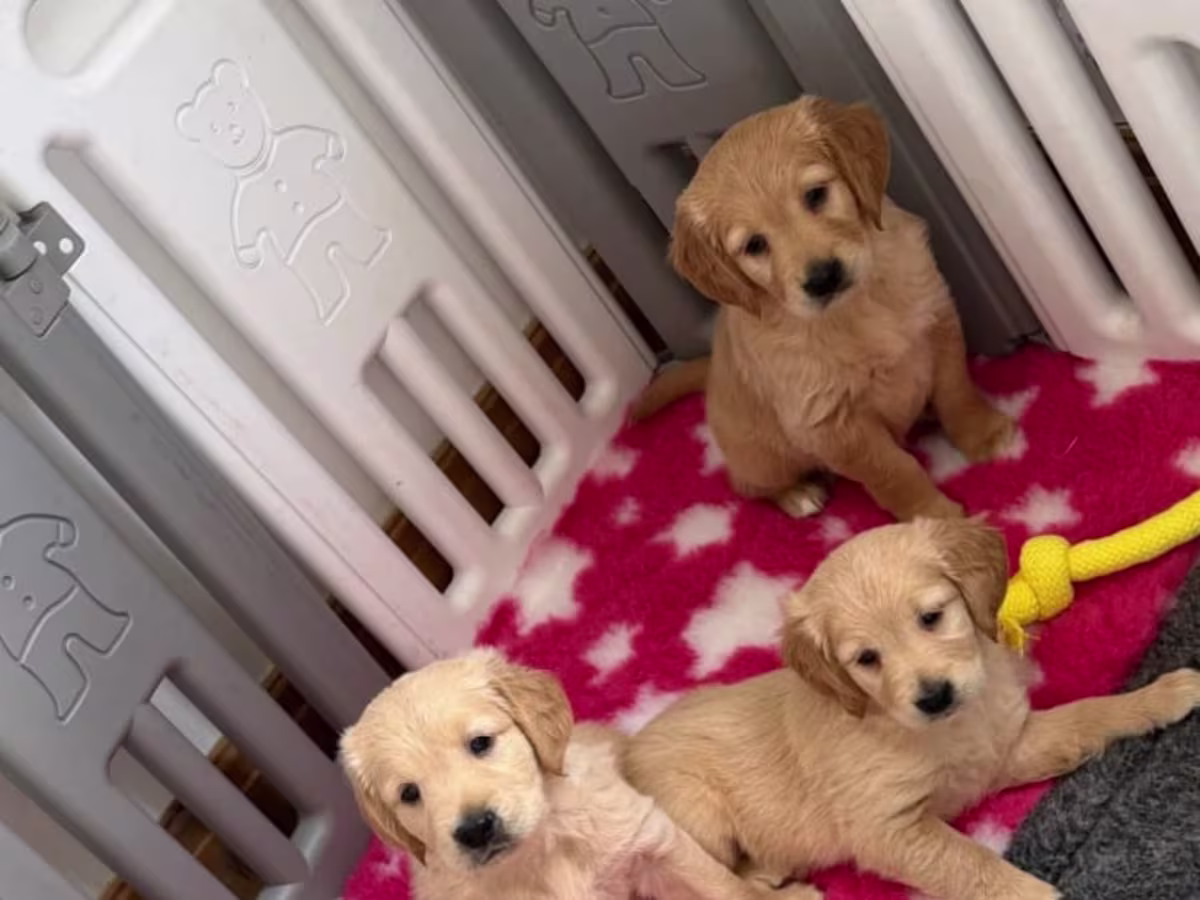 Golden Retriever Puppies  
