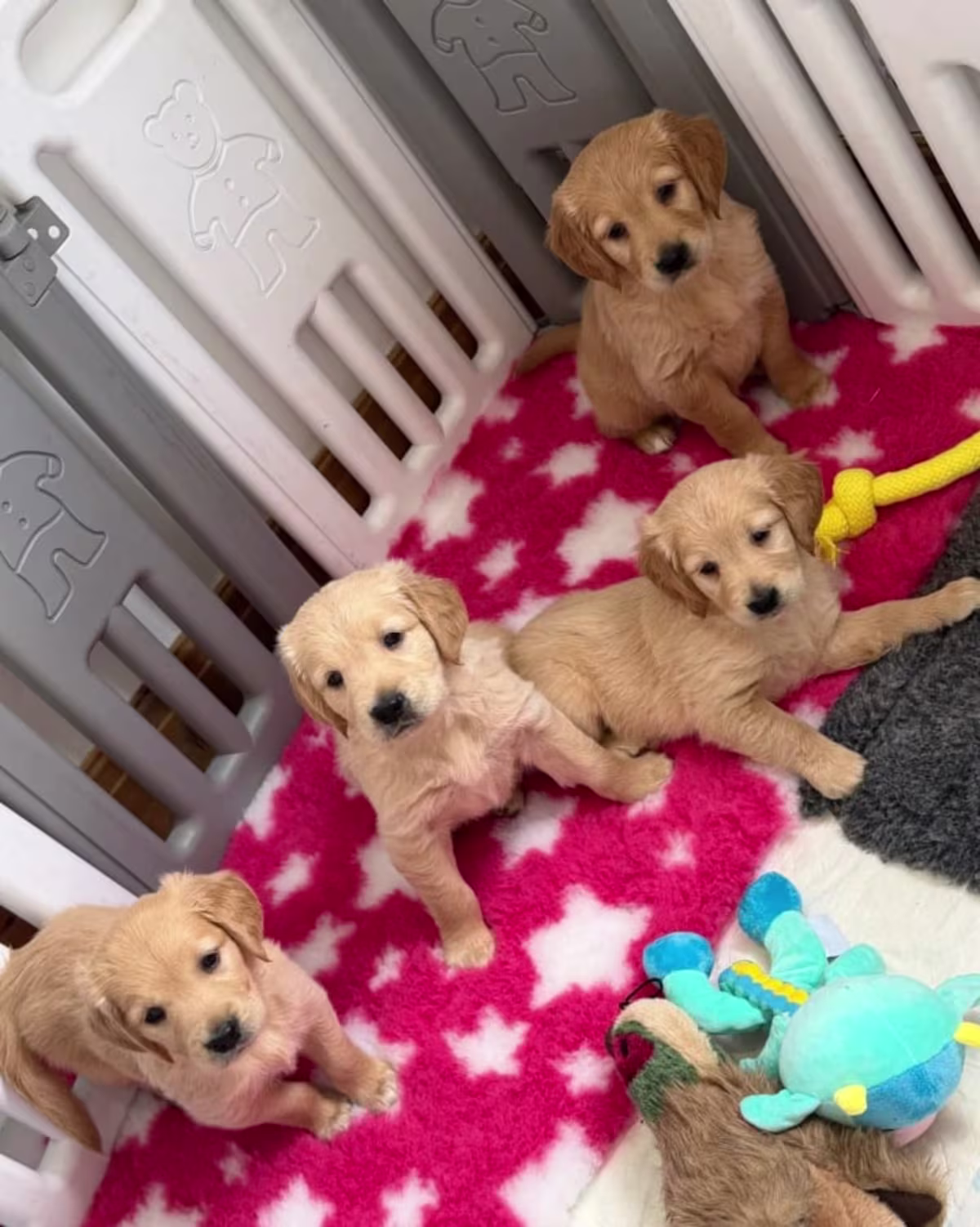 Golden Retriever Puppies  