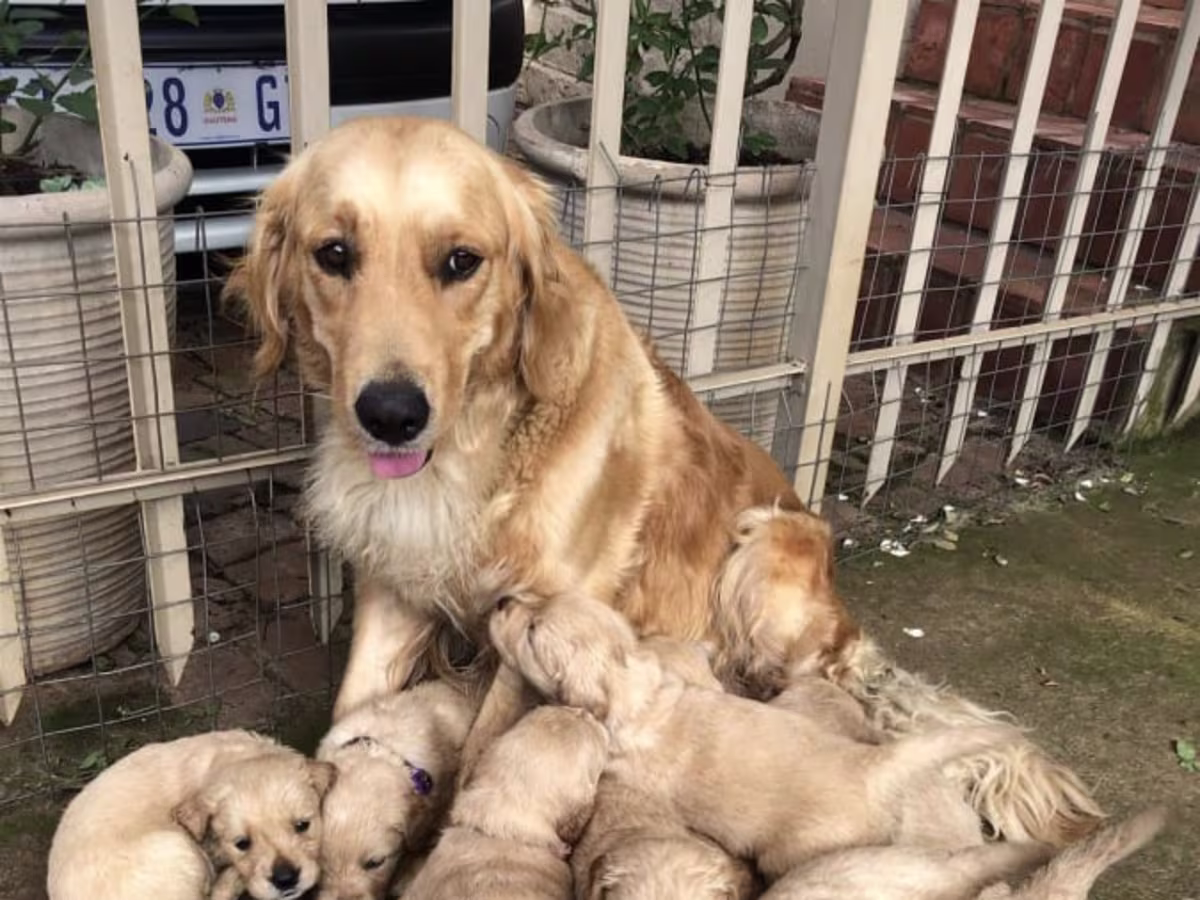 Golden retriever puppies