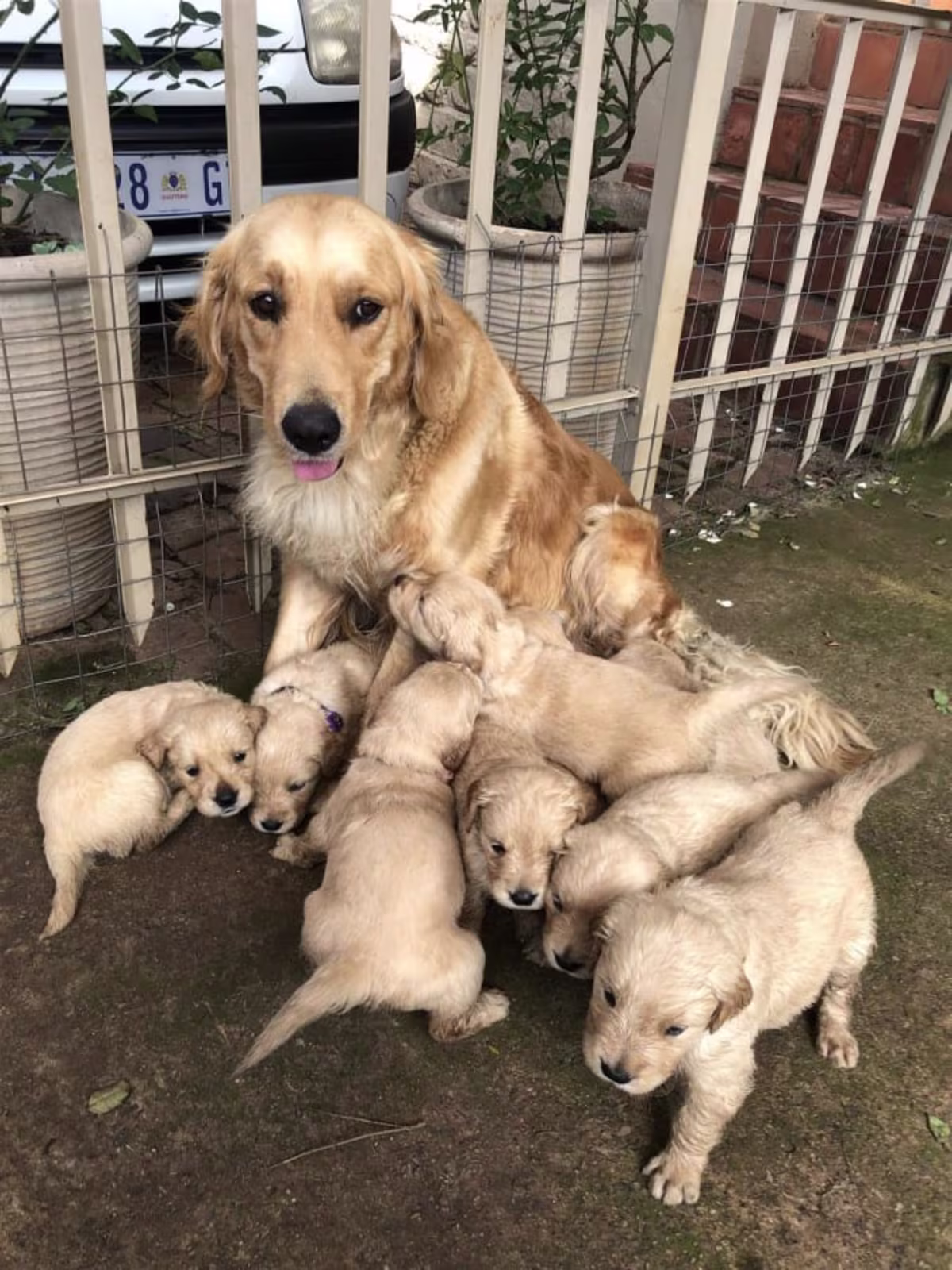 Golden retriever puppies