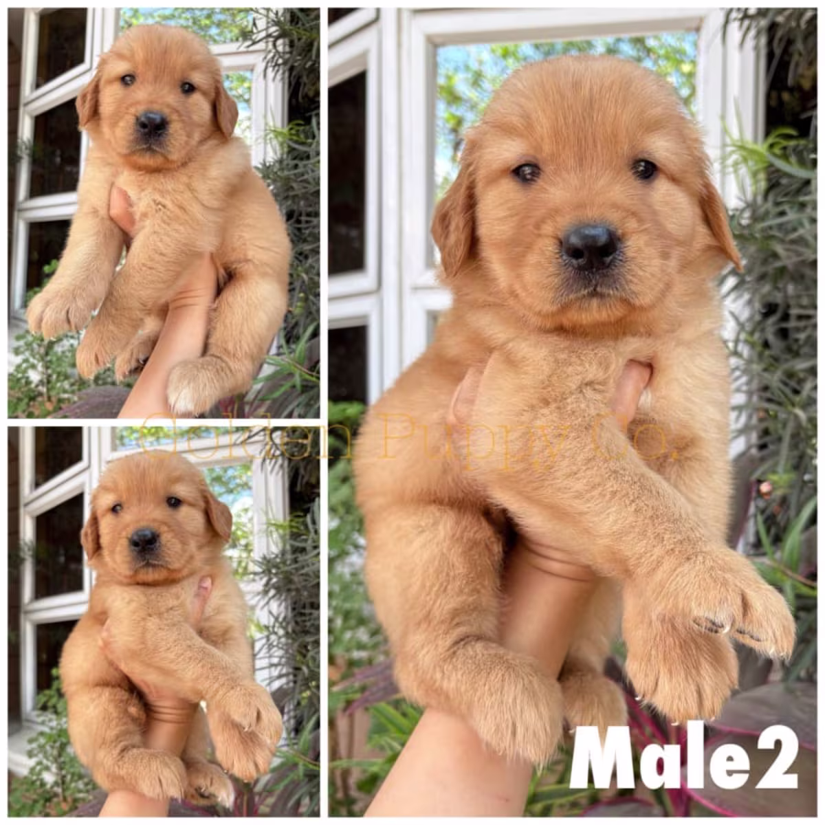 Golden Retriever For Sale - Golden Puppy Co. 3