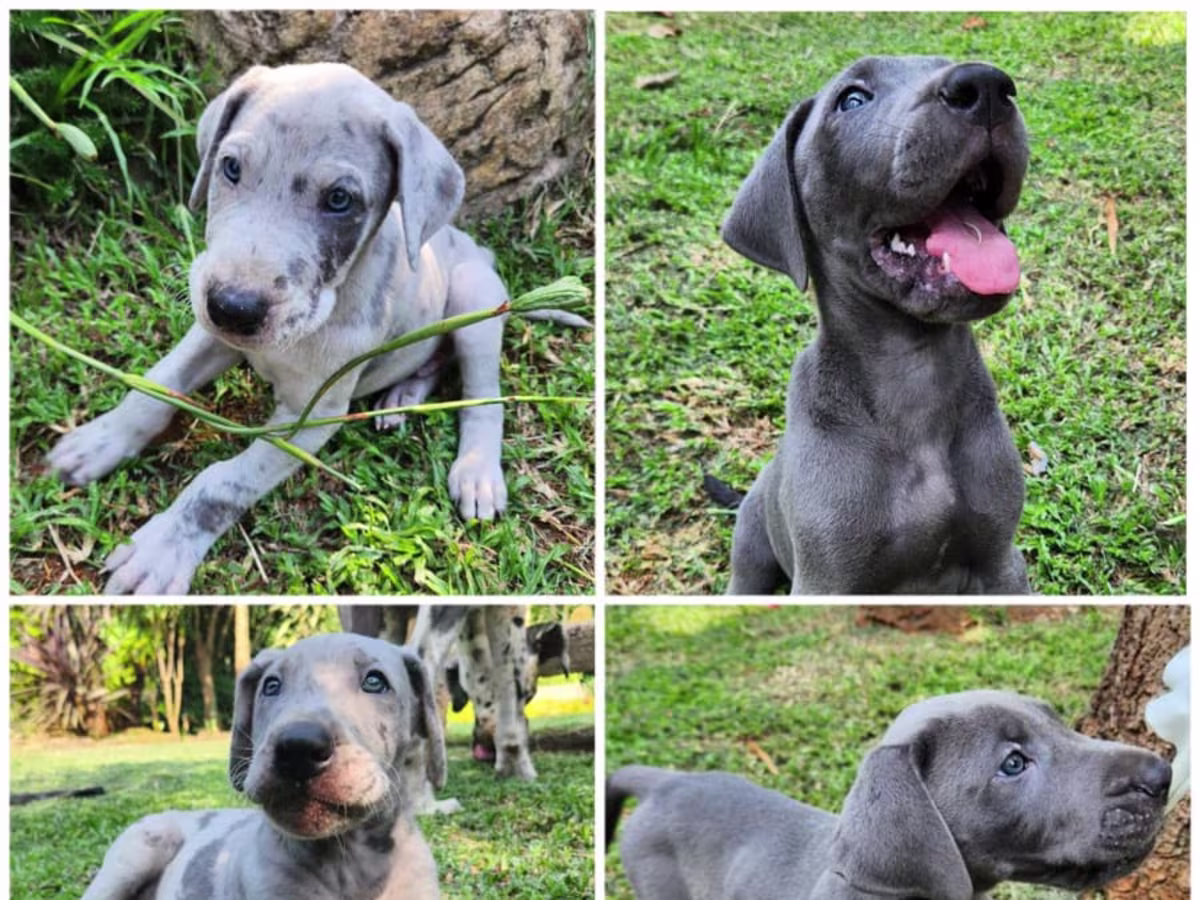 Quality KC Great dane puppies