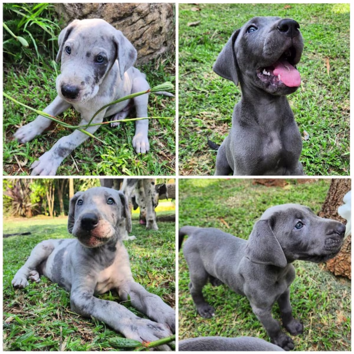 Quality KC Great dane puppies