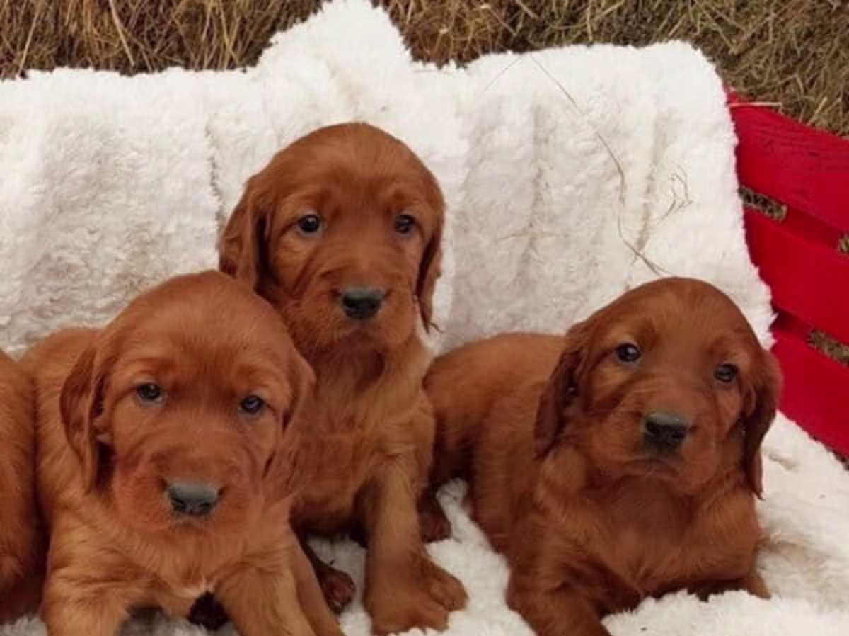 Amazing Micro Irish setter puppies Contact email: mercymillo38@gmail.com