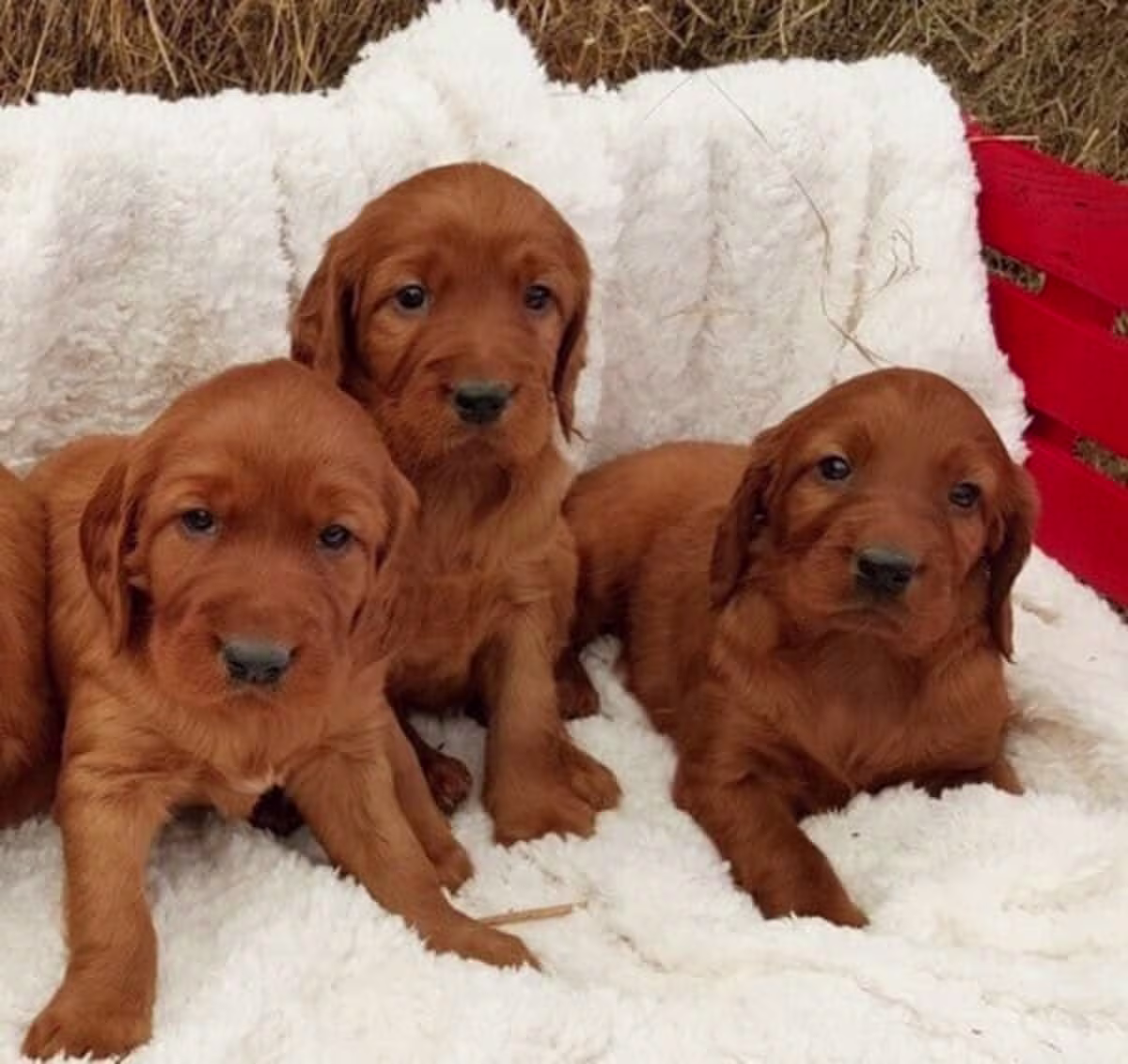 Amazing Micro Irish setter puppies Contact email: mercymillo38@gmail.com