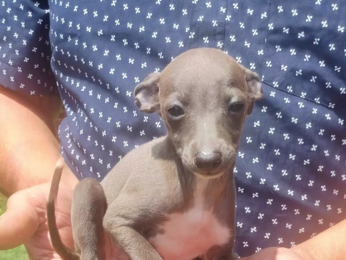 Italian Greyhound Puppies