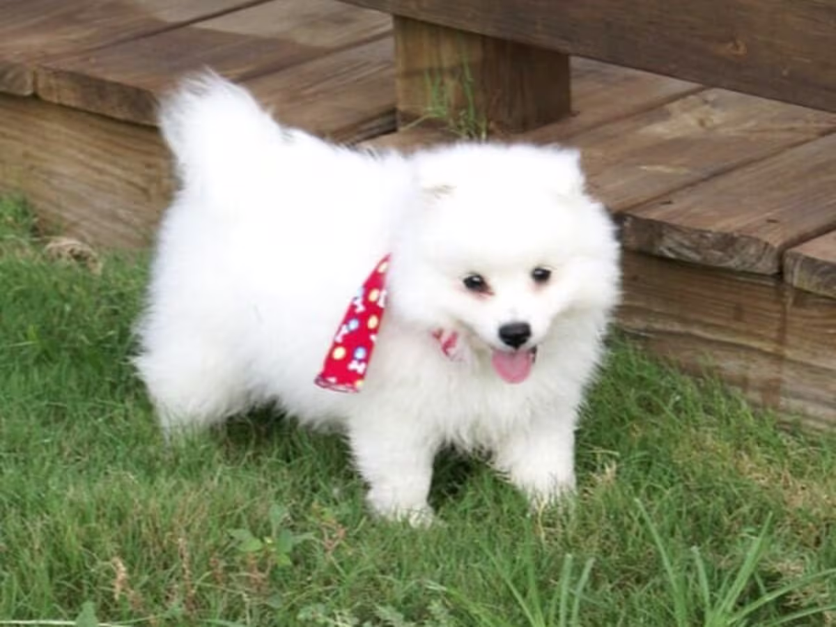 Japanese Splitz puppies Contact email: mercymillo38@gmail.com
