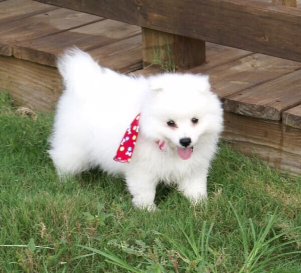 Japanese Splitz puppies Contact email: mercymillo38@gmail.com