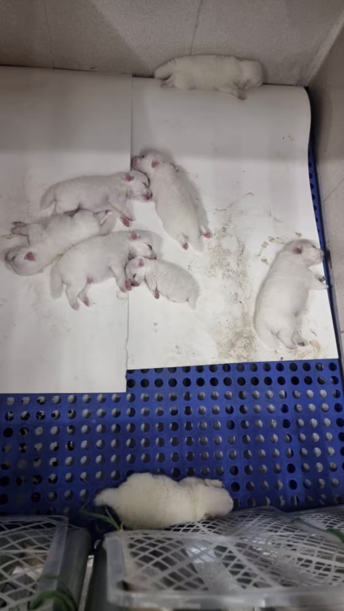 Japanese Spitz Puppies
