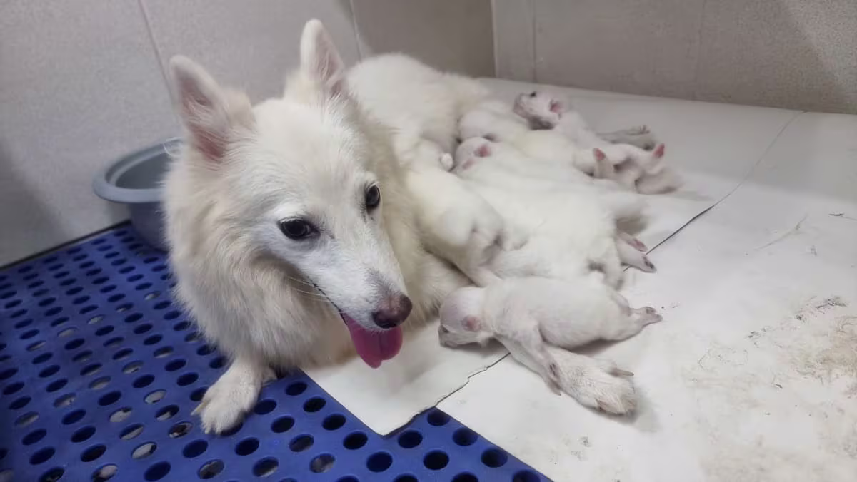 Japanese Spitz Puppies 2