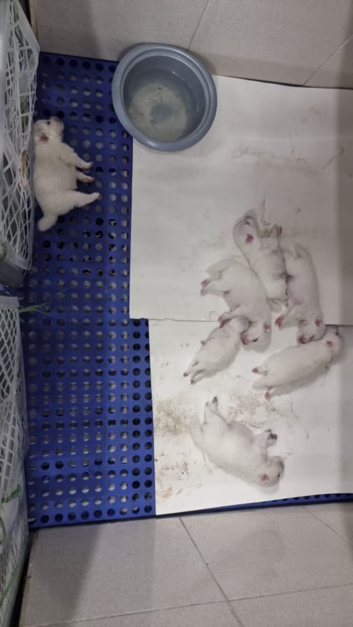 Japanese Spitz Puppies 3