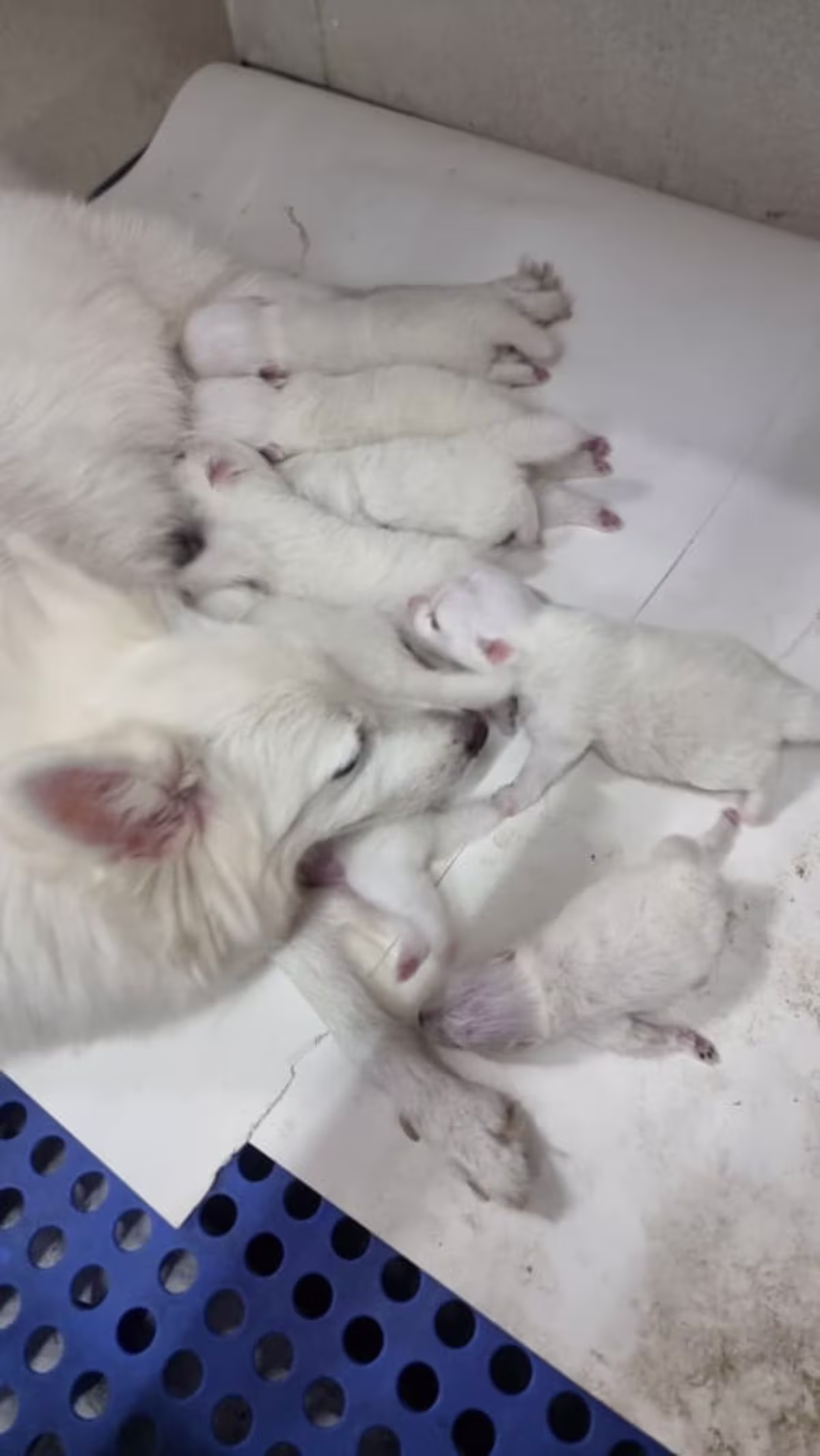 Japanese Spitz Puppies