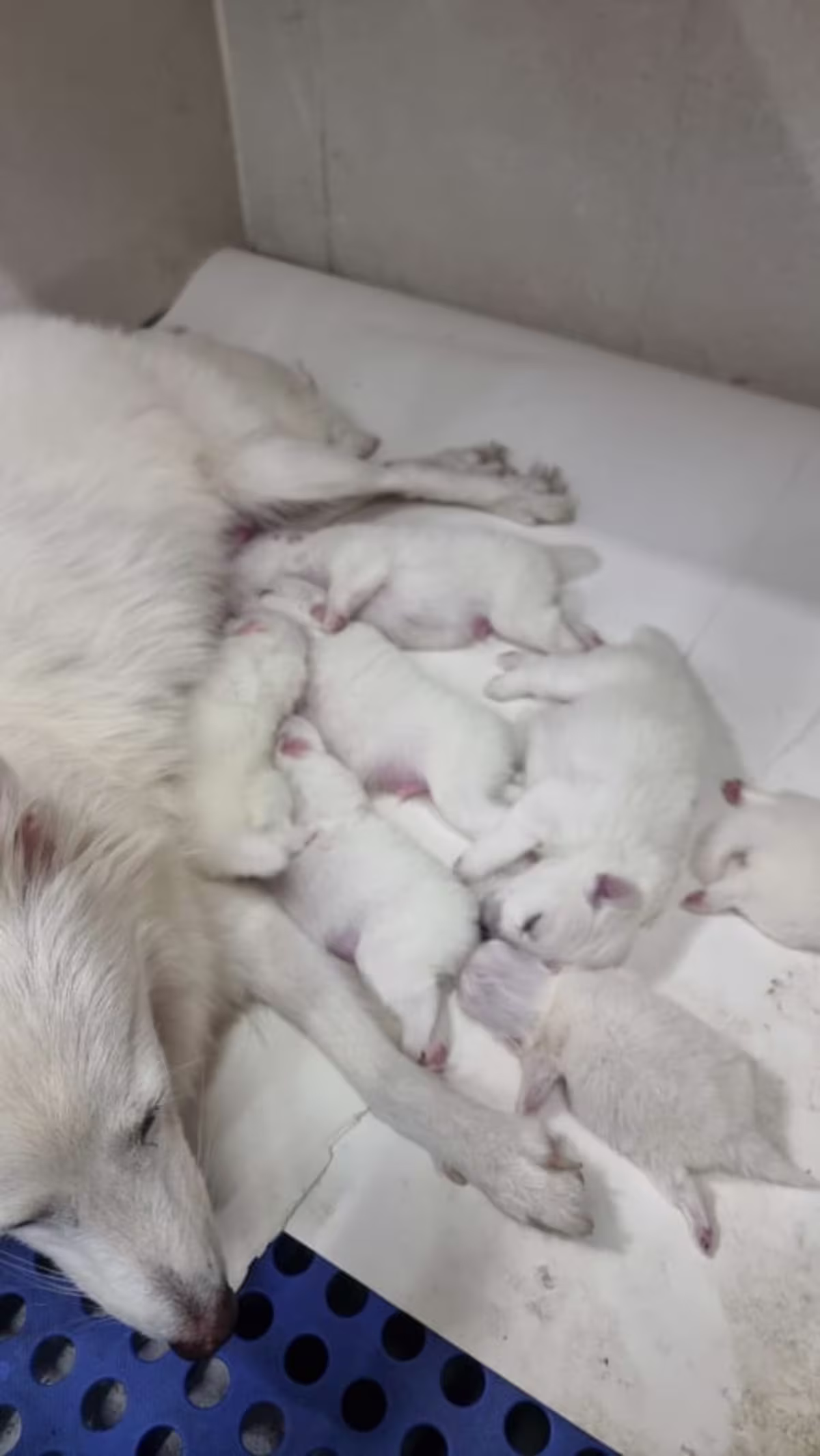 Japanese Spitz Puppies 3