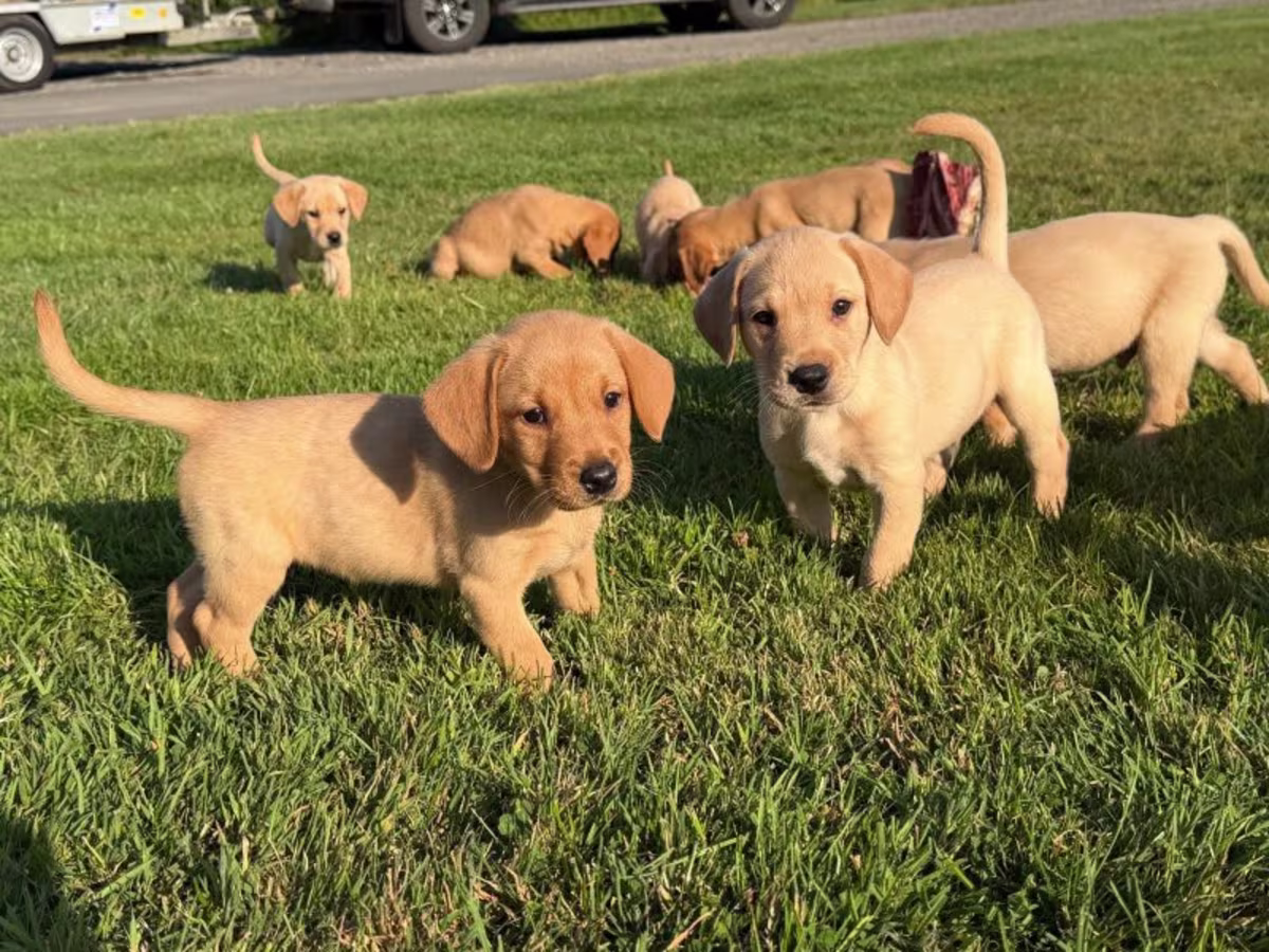 Labrador Retriever Puppies