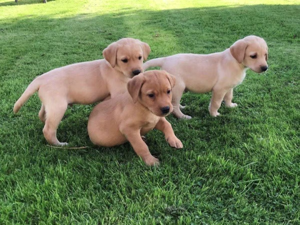 Fox Red KC Reg Labrador puppies