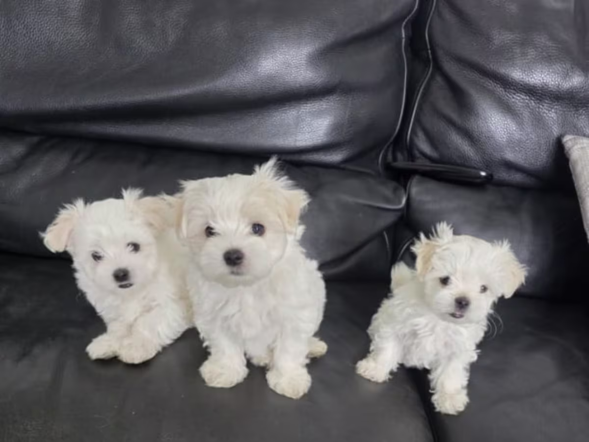 Teacup Maltese Puppies