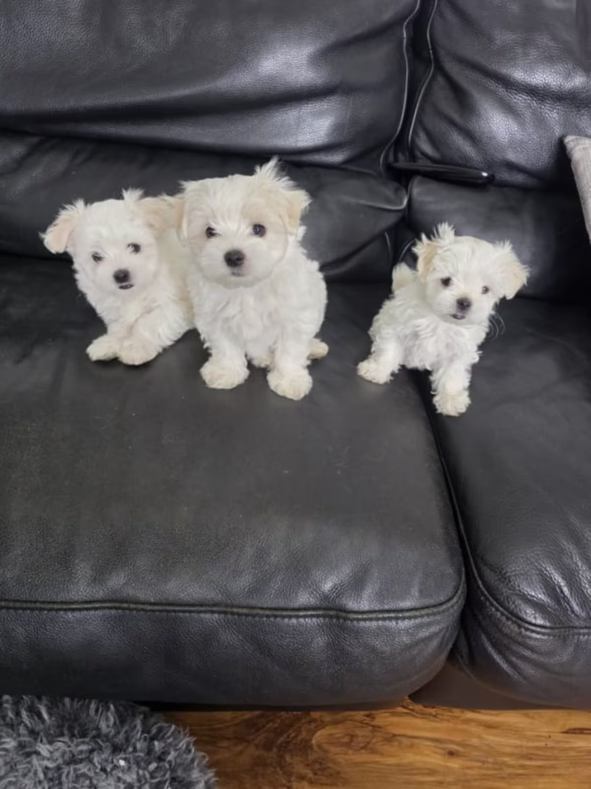 Teacup Maltese Puppies