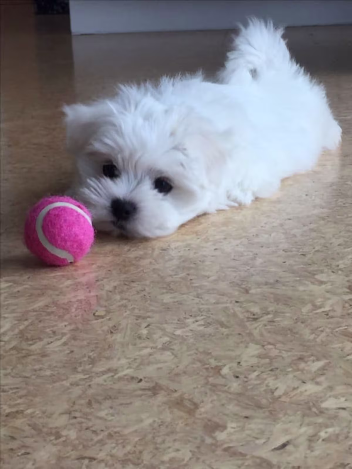 Home trained Maltese puppies 