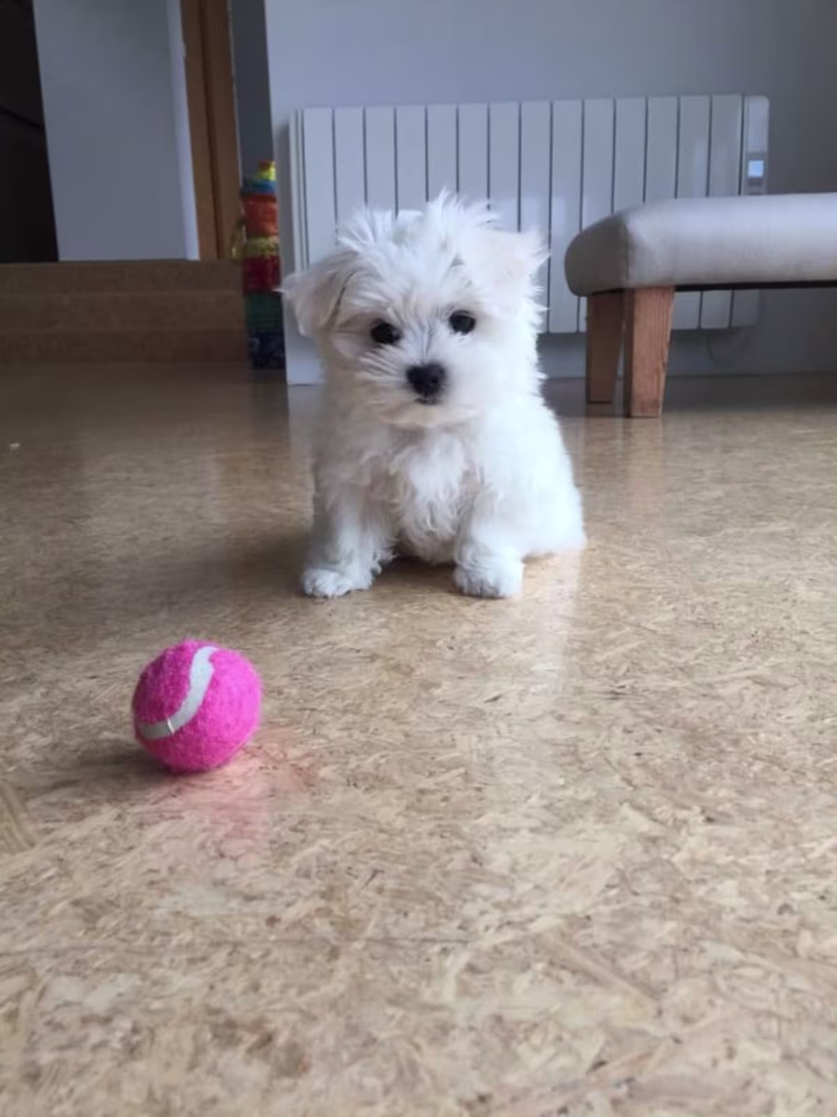 Home trained Maltese puppies  2