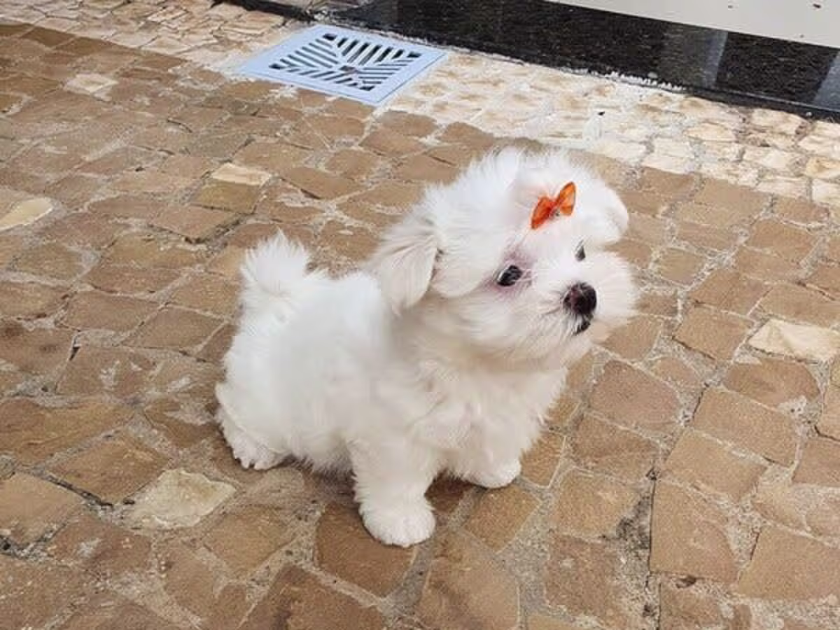 Maltese puppies