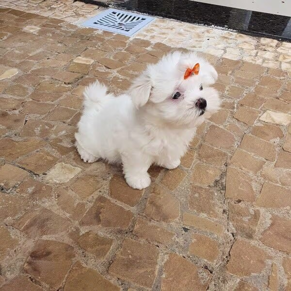Maltese puppies