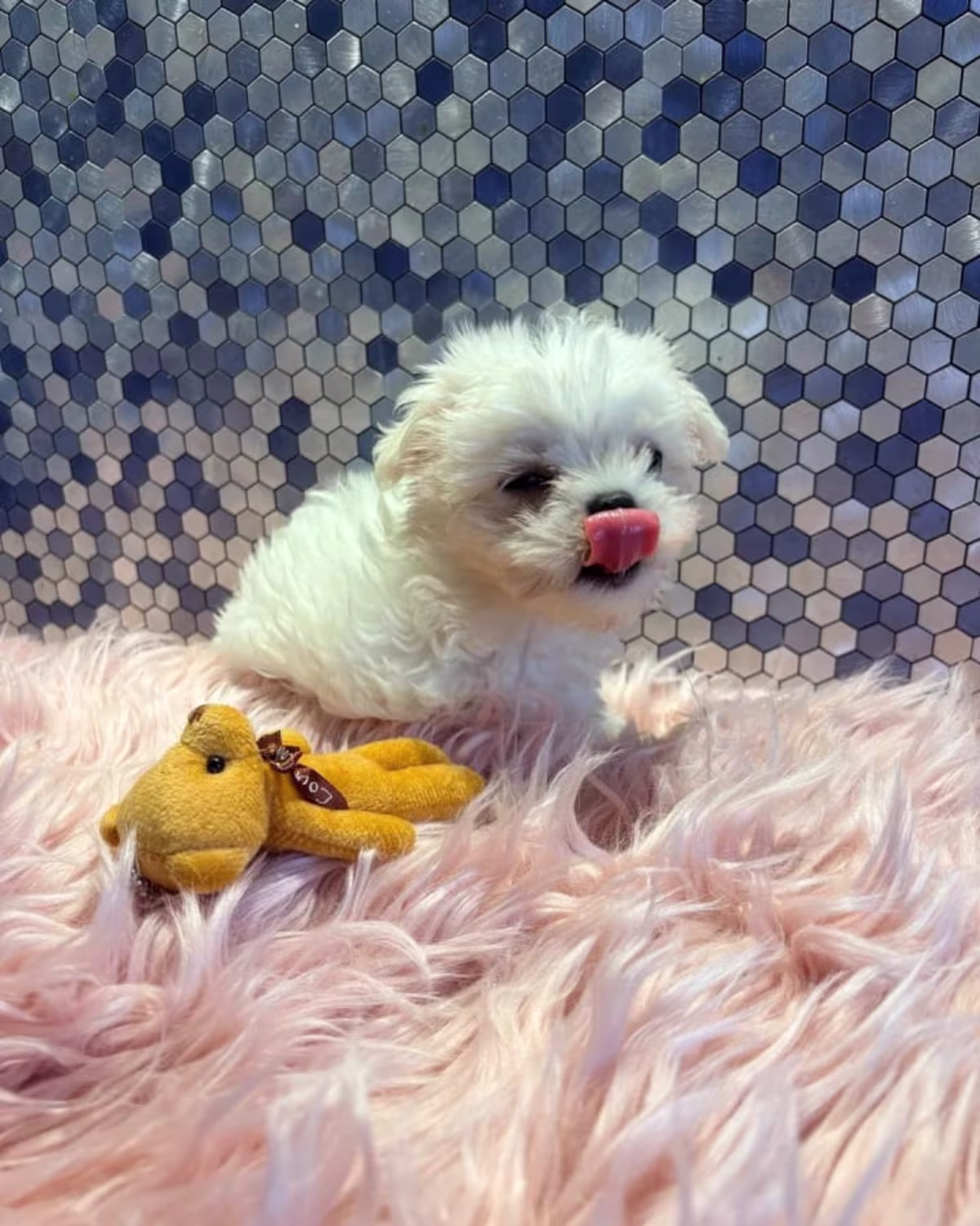 Maltese Puppies