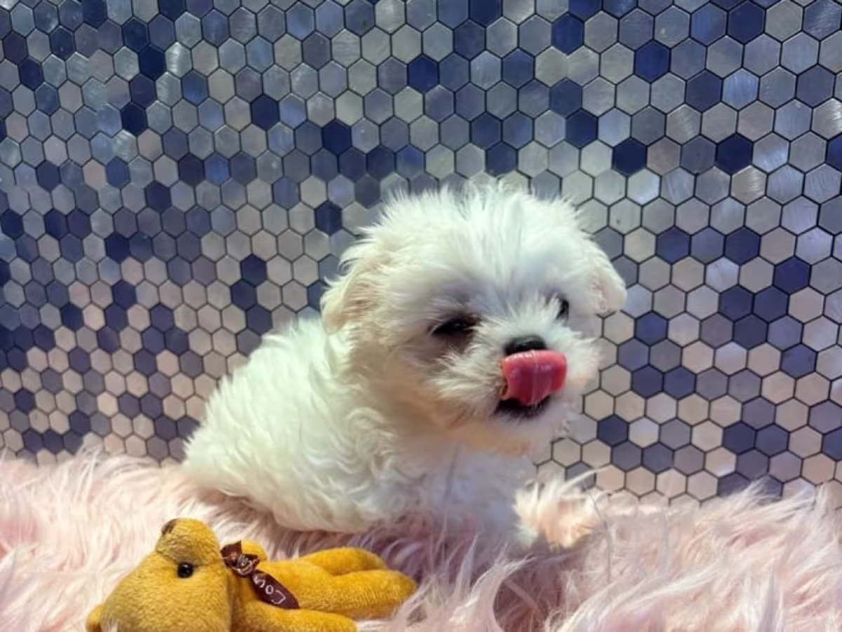 Maltese Puppies
