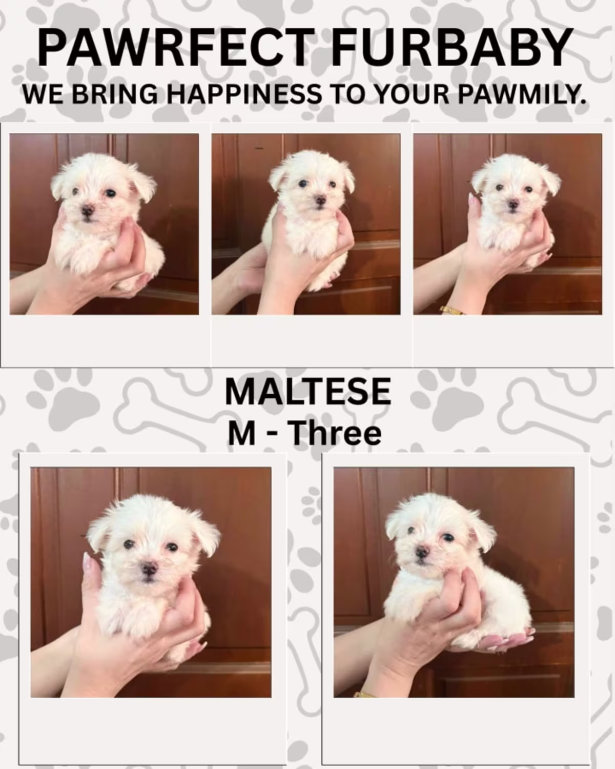 For Sale Maltese Furbaby 2