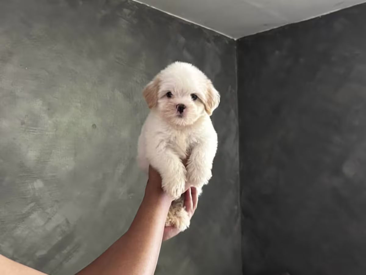 Maltese For Sale - Cherry kennels