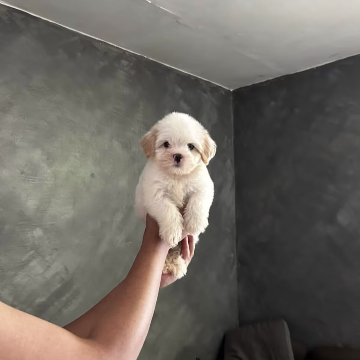 Maltese For Sale - Cherry kennels