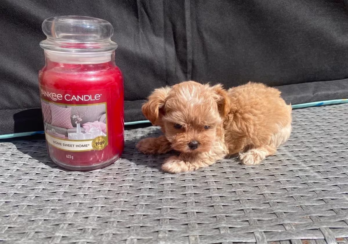Extensively DNA tested Asian maltipoo puppies