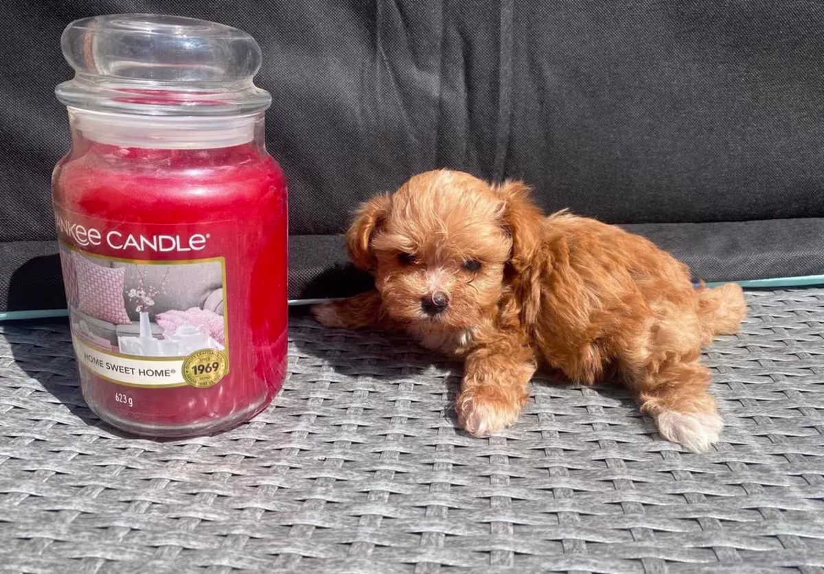 Extensively DNA tested Asian maltipoo puppies 2