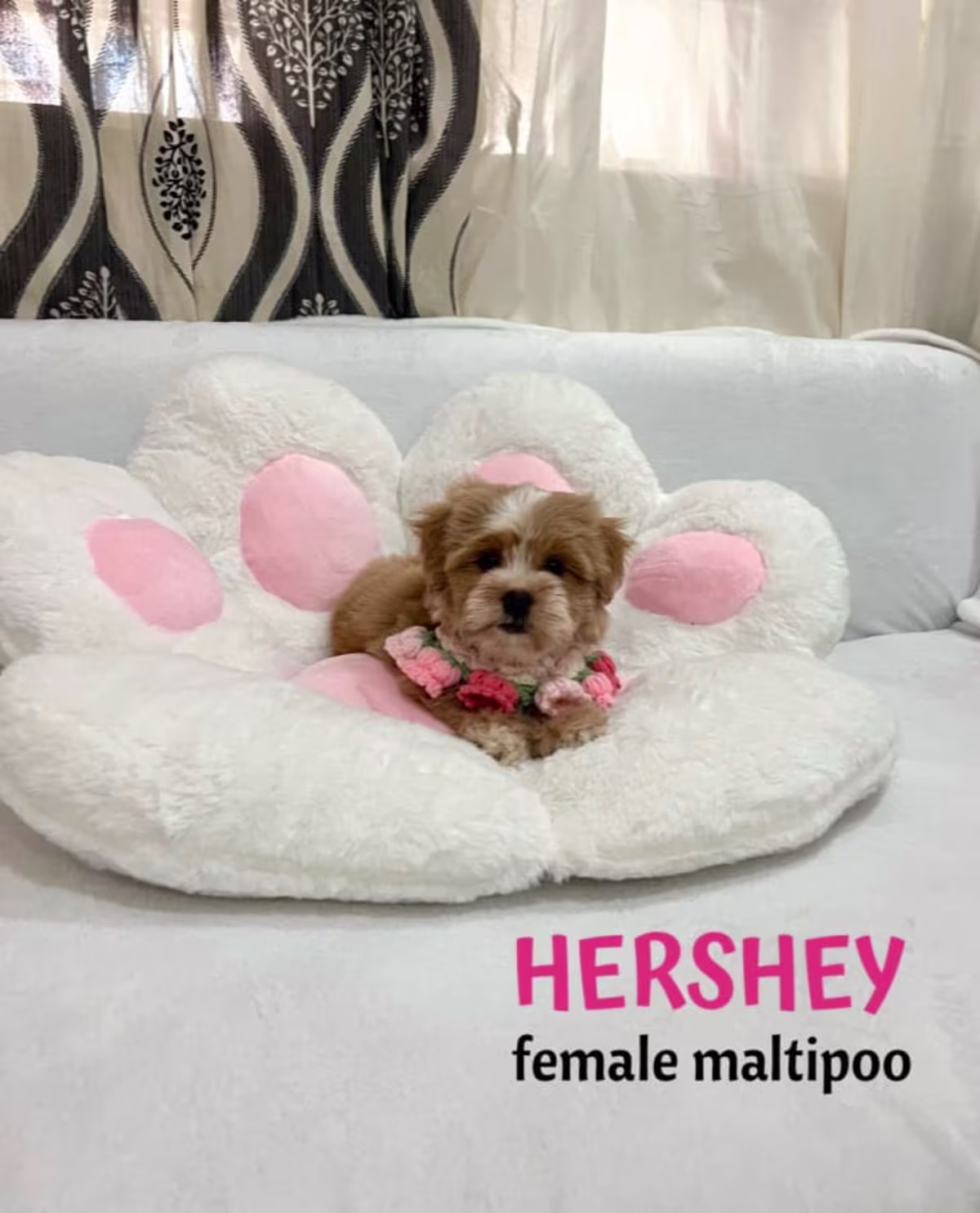Maltipoo For Sale - Tanies puppy PH 3