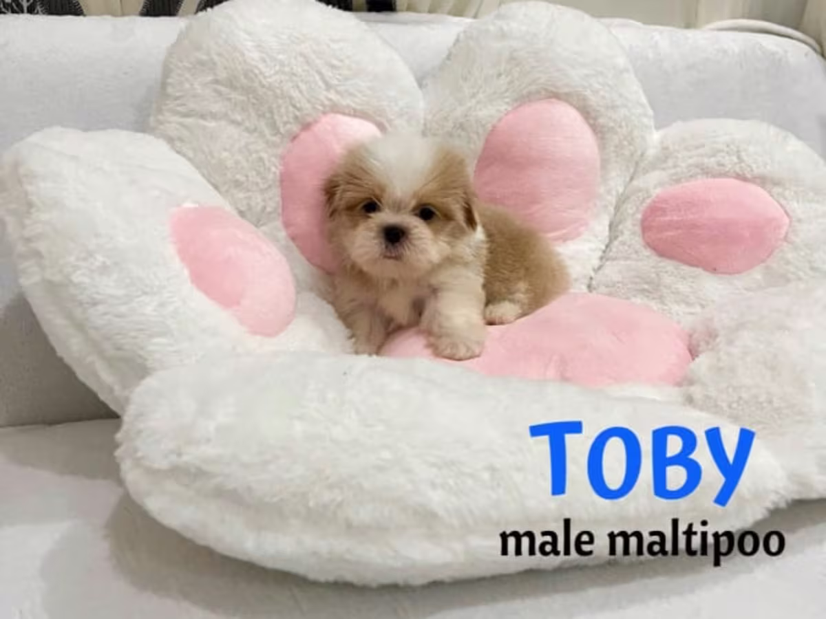 Maltipoo For Sale - Tanies puppy PH