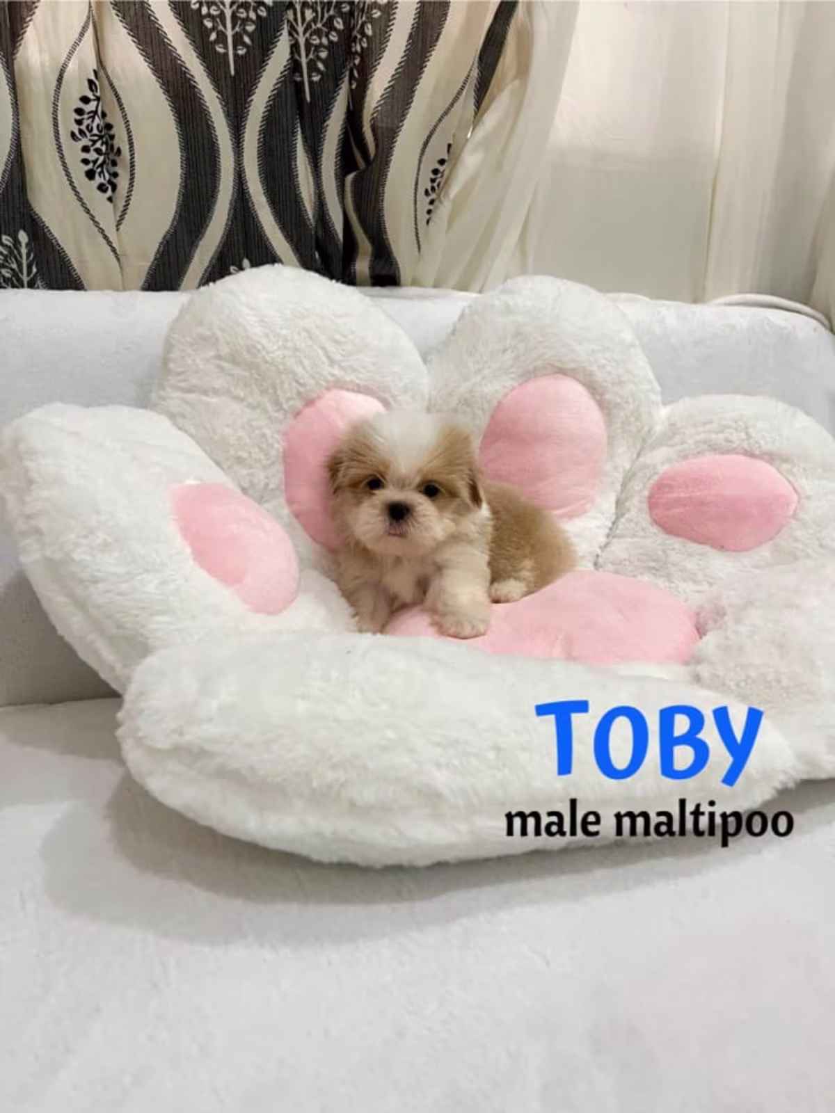 Maltipoo For Sale - Tanies puppy PH