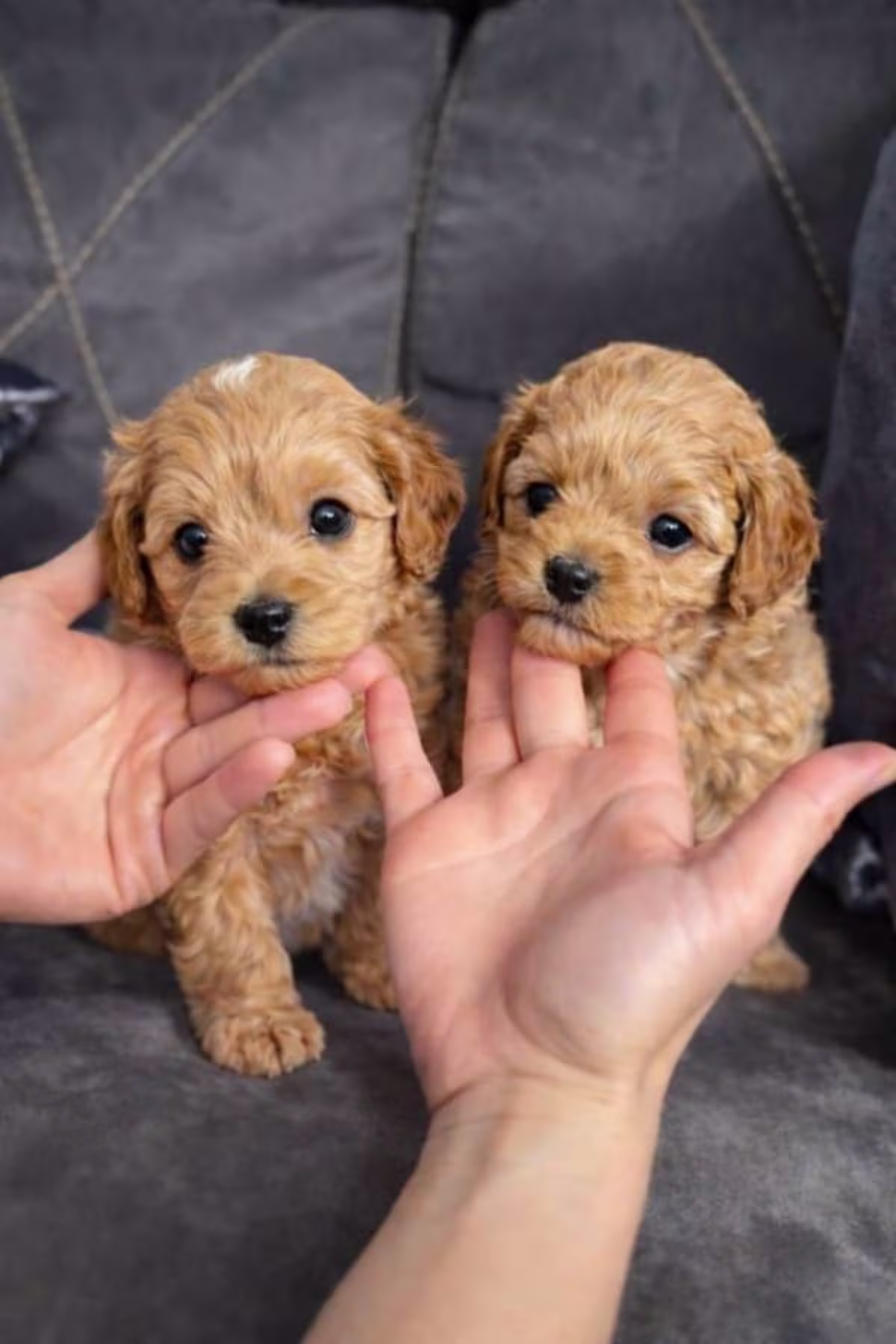 F1 maltipoo (ready for the new home )