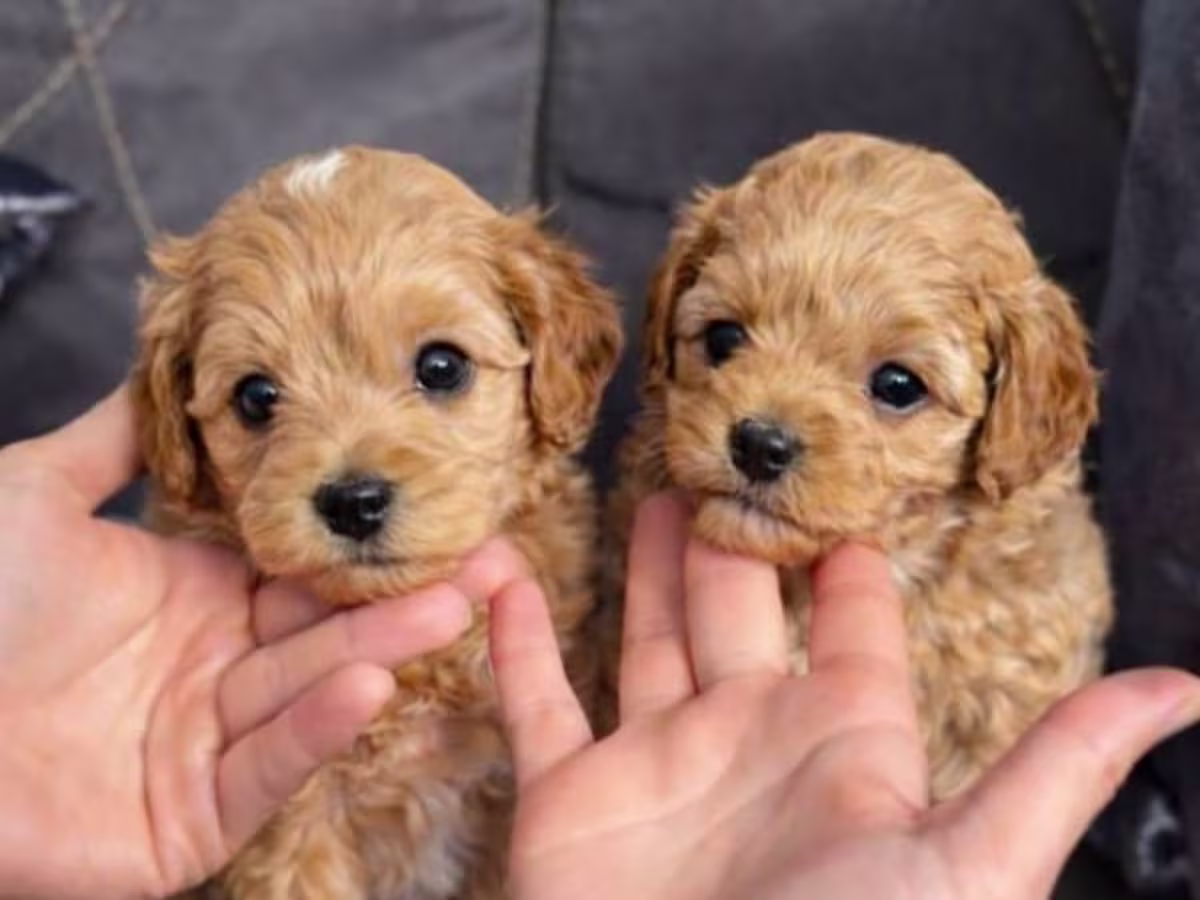 Gorgeous- Maltipoo Ready