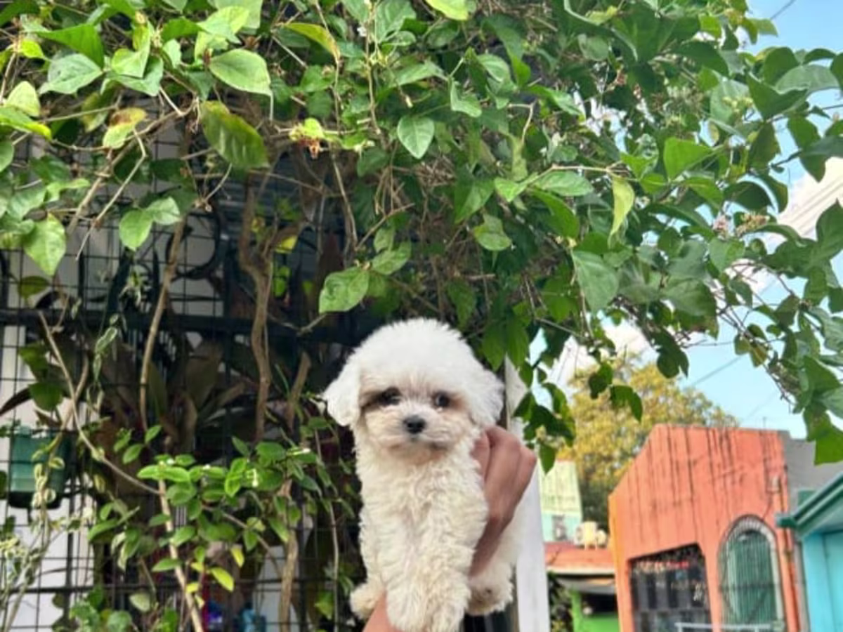 Teacup Female Maltipoo For Sale