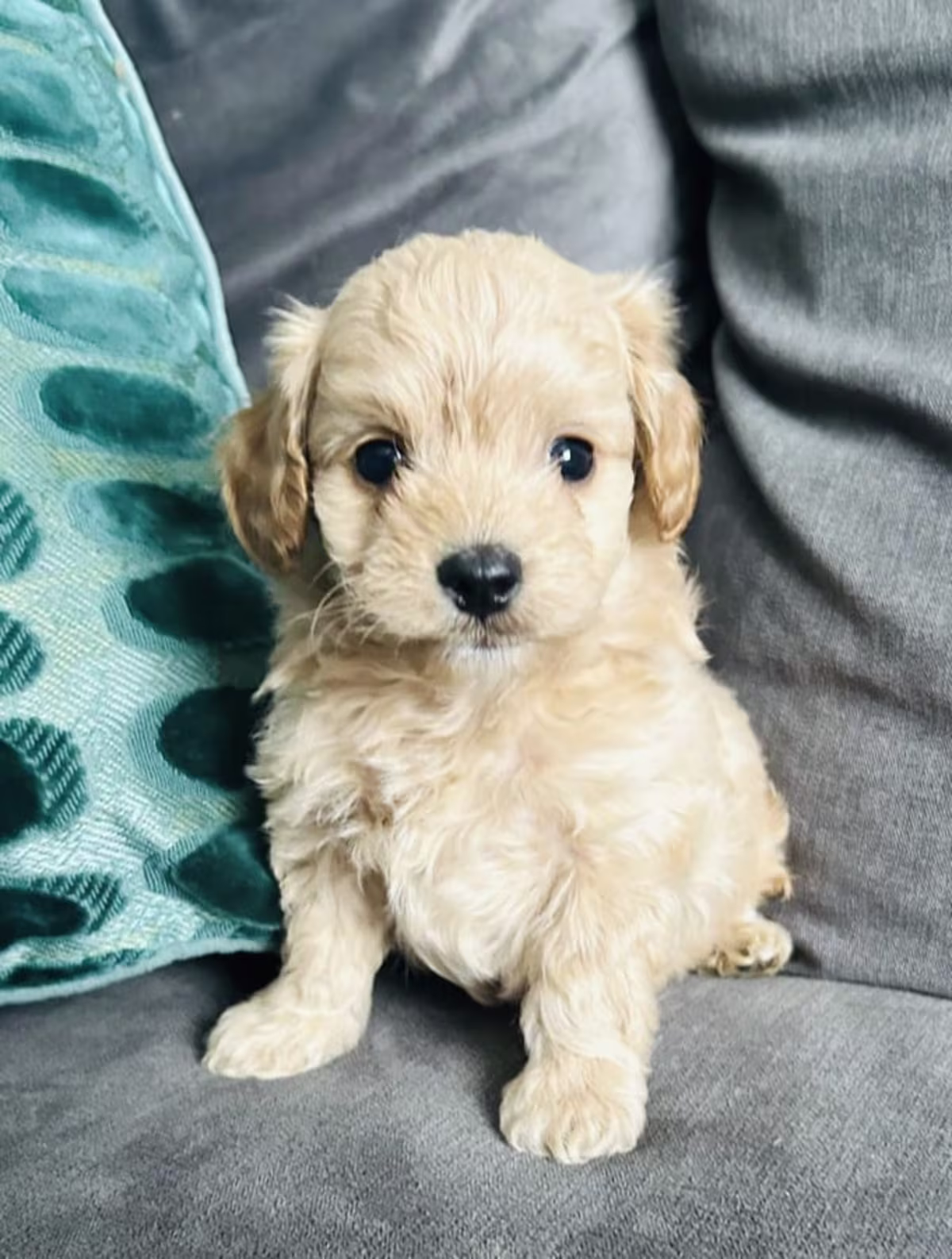 Teacup Size Maltipoo puppies