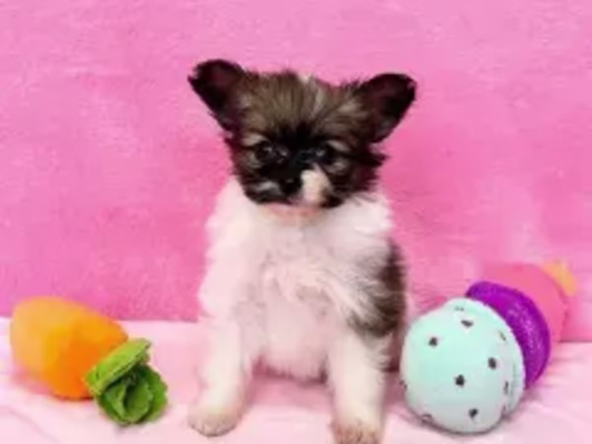 Papillon puppies WhatsApp:( +63-945-135-8253 )