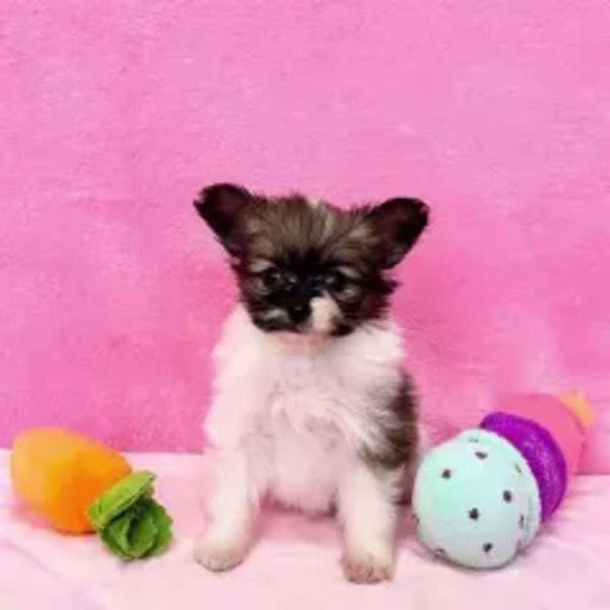 Papillon puppies WhatsApp:( +63-945-135-8253 )
