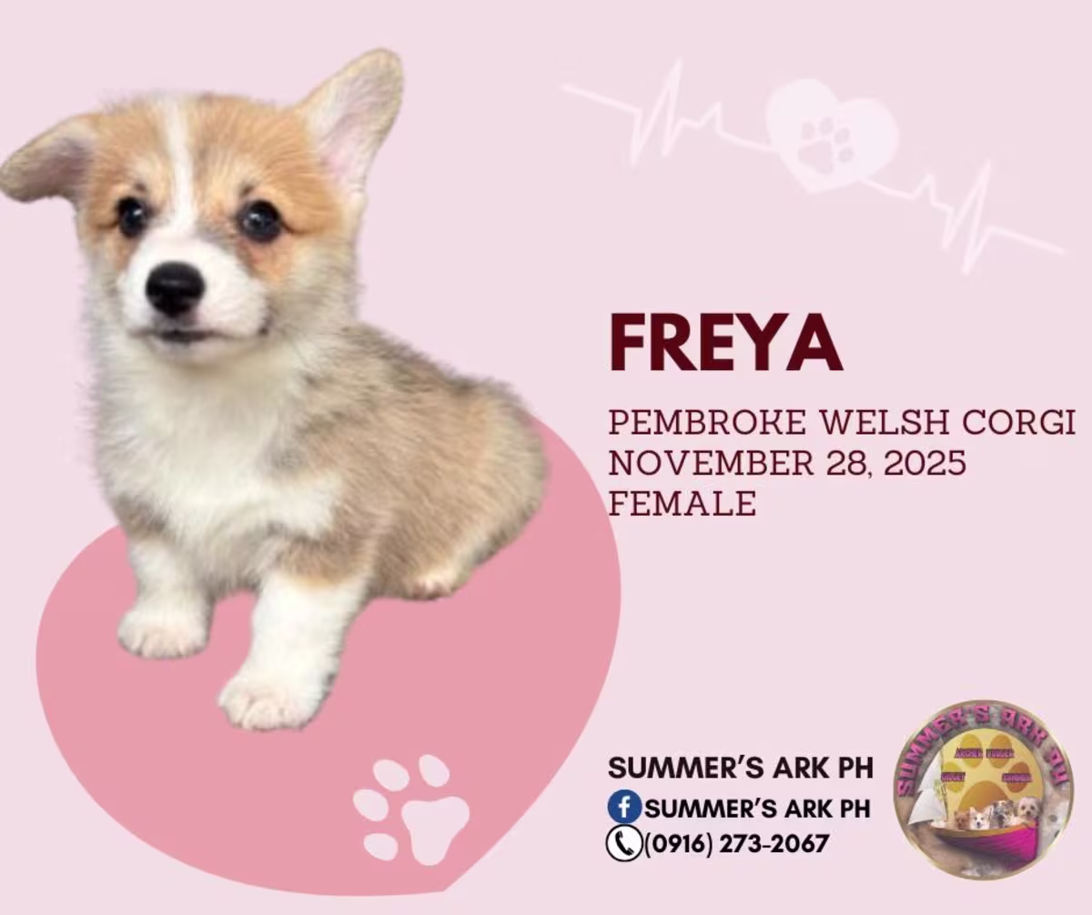 Corgi For Sale - Summer's Ark 2