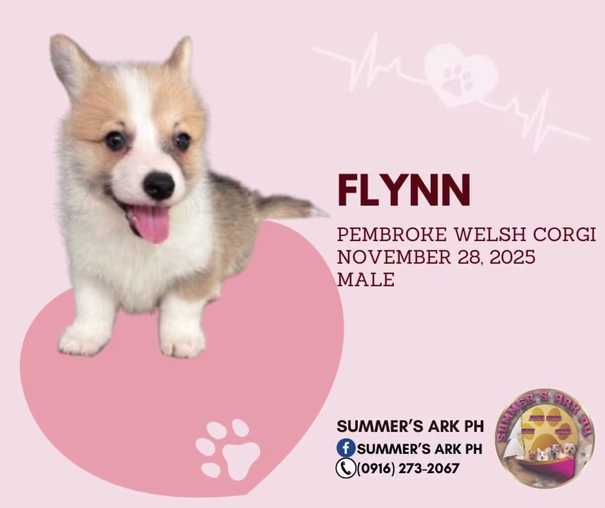 Corgi For Sale - Summer's Ark