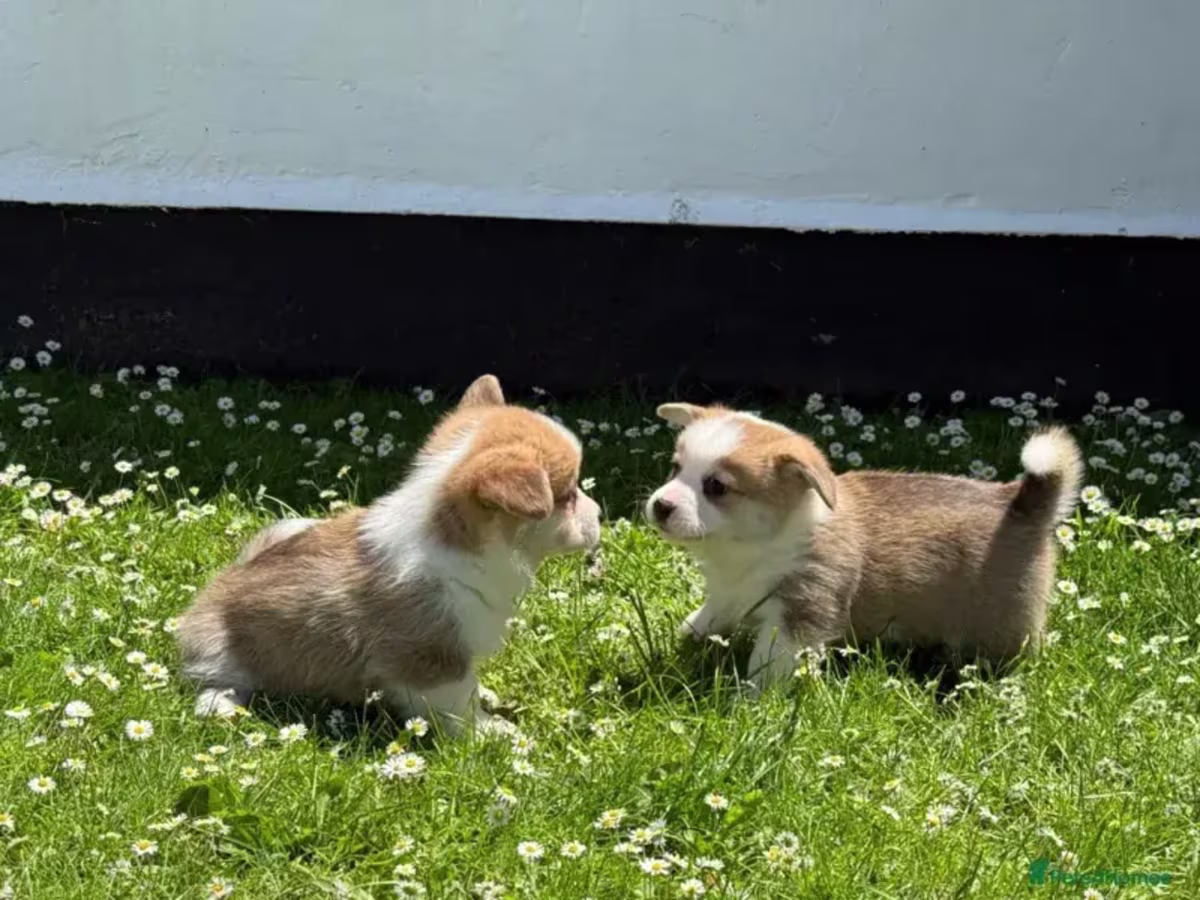 KR Reg Pembroke Corgi’s