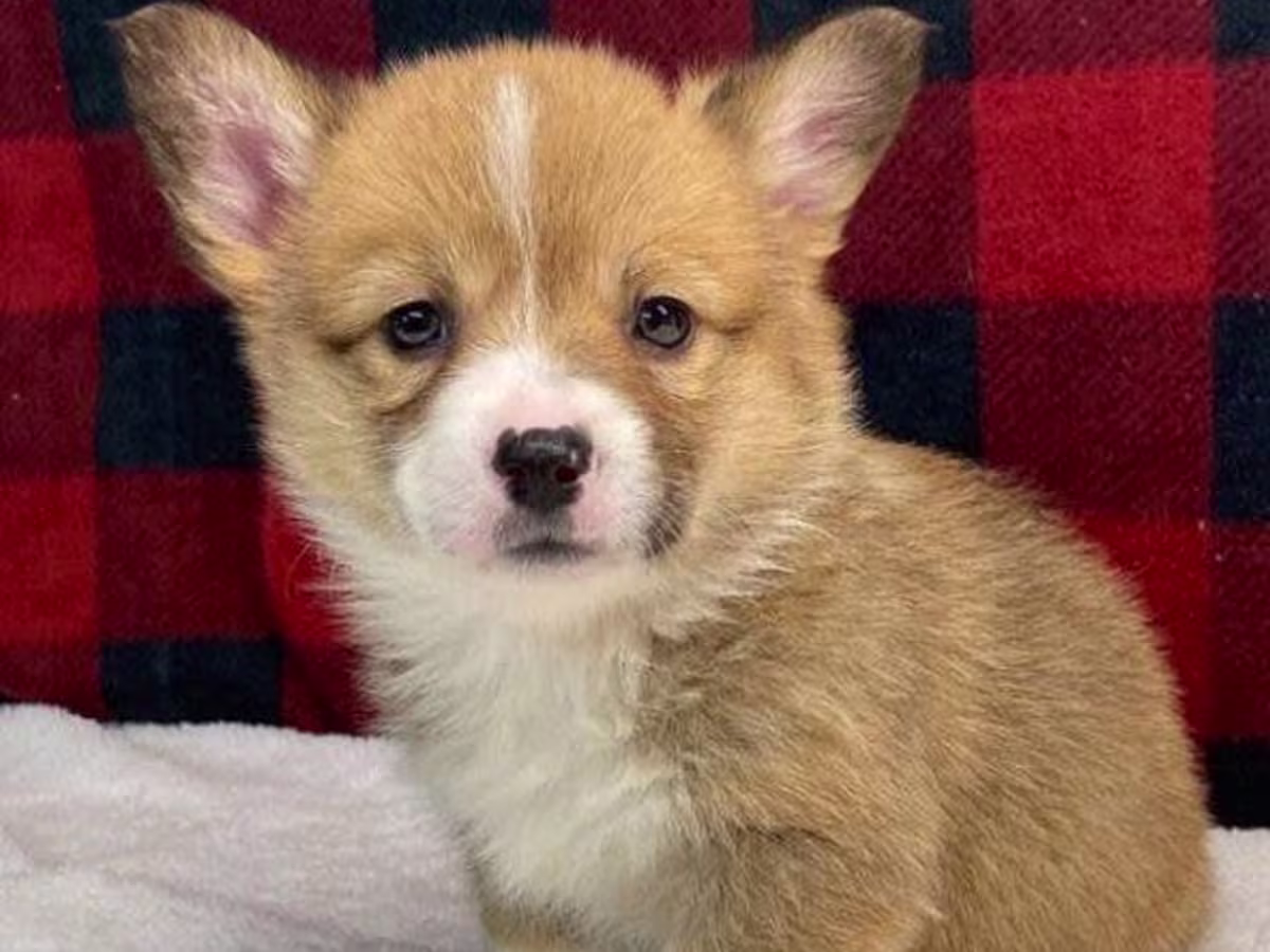 Home Raised Pembroke Welsh corgi Puppies